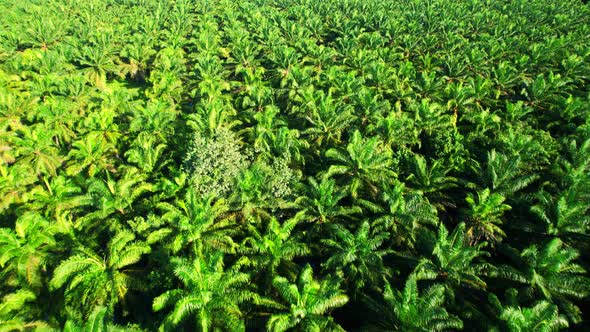 Drone is flying over young oil palm trees in plantation