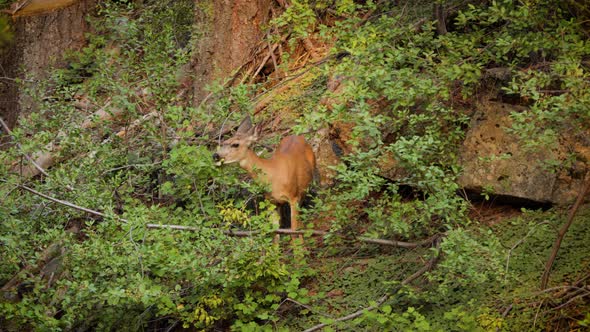 Mule Deer grazing in the forest in Kings Canyon National Park