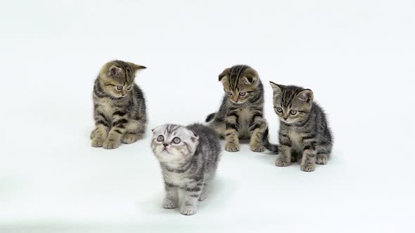 Little Scottish Kittens Look Up and Walk on the Floor. White Background. Slow Motion