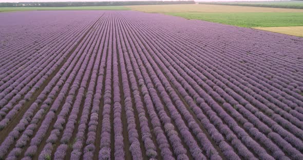 Aerial View Lavender Field Purple Flowers Beautiful Agriculture.