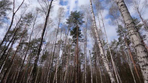 Forest with Birches in the Afternoon