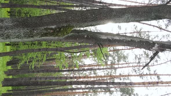 Vertical Video of a Forest with Pine Trees