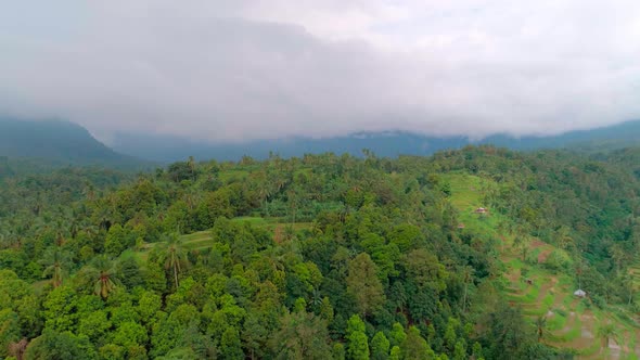 Aerial View of the Jungle and Rice Terraces in the Mountains of an Exotic Island