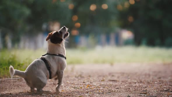 Young Woman Playing with Dog Jack Russel Terrier in Park During Beautiful Sunset