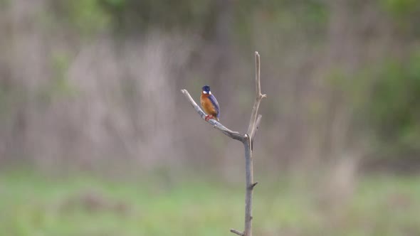 Kingfisher on a branch 