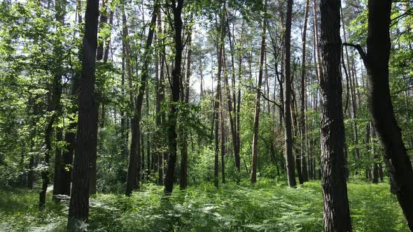 Beautiful Green Forest on a Summer Day Slow Motion