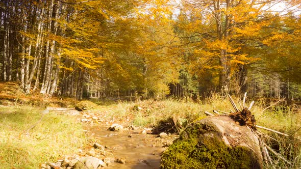 Small Creek In Autumn Forest