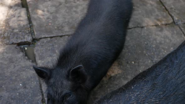 Black Vietnamese Piglets Run Around the Aviary at the Zoo