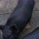 Black Vietnamese Piglets Run Around the Aviary at the Zoo - VideoHive Item for Sale
