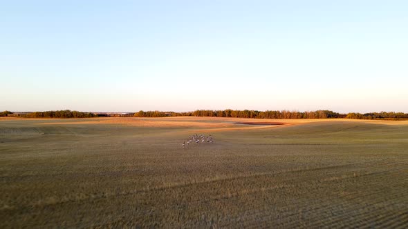 4k aerial footage of pronghorn antelope herd running away across fields in rural Alberta, Canada. An