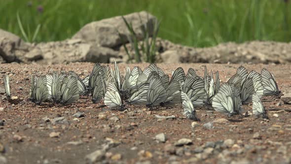 Large Flock of Aporia Crataegi Butterflies and Black-Veined White Butterfly on Ground Surface