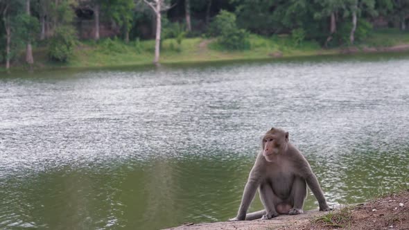 Macaque Monkey Sat by the River