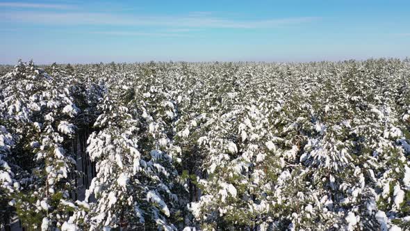 The Landscape Above Winter Forest in Sunny Weather Field