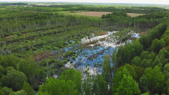 Flooded Forest In Lithuania After Rain