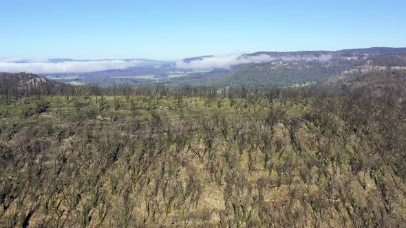 Aerial footage of forest regeneration after bushfires in The Blue Mountains in Australia
