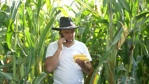 A farmer exploring a corn crop