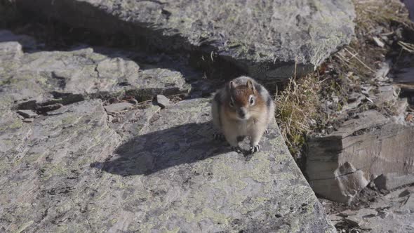 Small Chipmunk Up on a Rocky Canadian Mountain