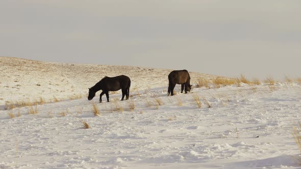 A Herd of Horses in Winter