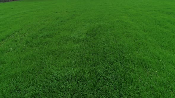 Green Back Ground