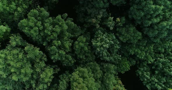 Aerial View Summer Forest Open Mind Relaxing