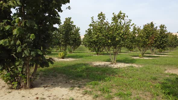 Hazelnuts organic agriculture cultivation field