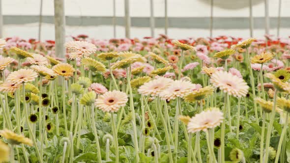 Gerbera flowers in many colors growing inside a large greenhouse