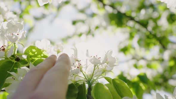 Fingers of Woman Touch White Flowers Blooming on Tree Branch