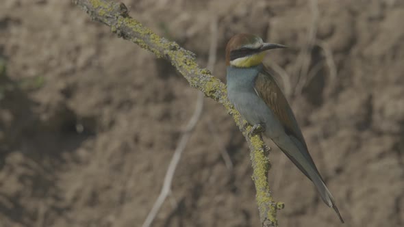 European Beeeater or Merops Apiaster