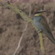 European Beeeater or Merops Apiaster - VideoHive Item for Sale