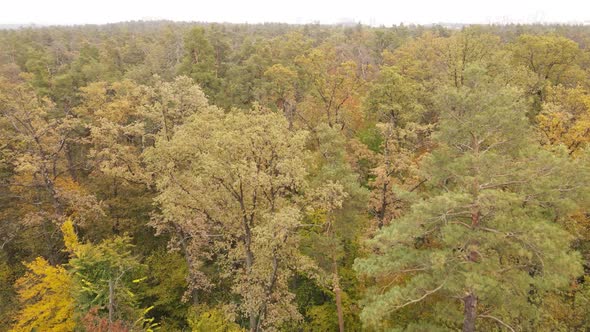 Autumn Forest Landscape with Trees By Day