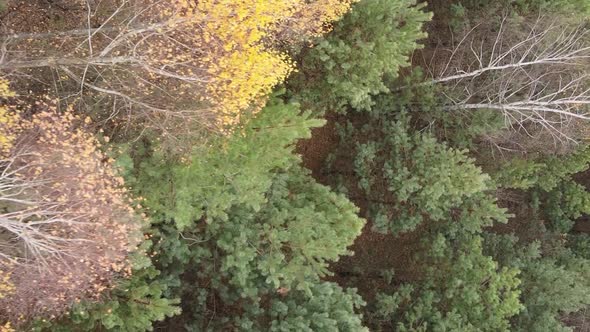 Vertical Video Autumn Forest with Trees in Ukraine Slow Motion