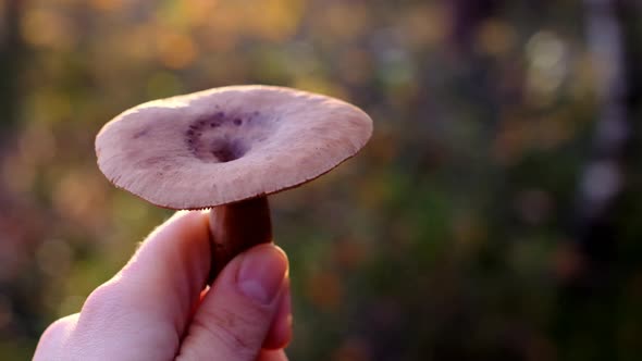 Mushroom in a female hand