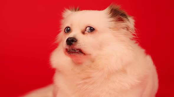 Fluffy white dog lying on red background.