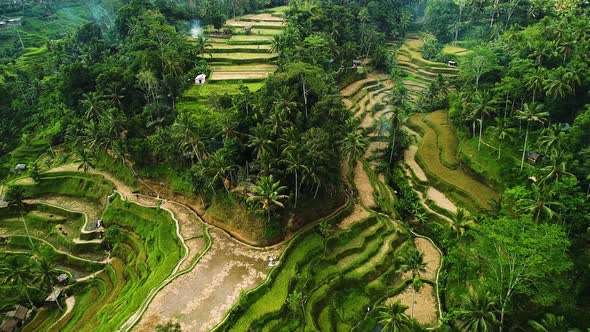 Asian Rice Fields