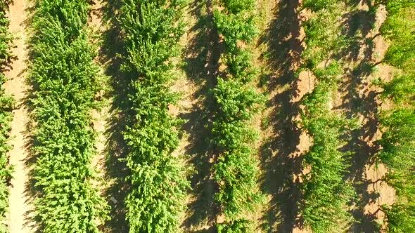 Span Over Rows of Fruit Trees