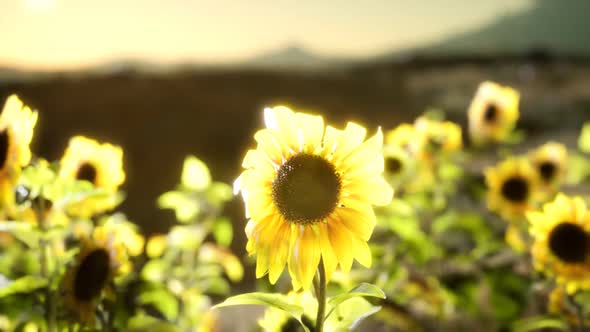 Sunflower Field on a Warm Summer Evening