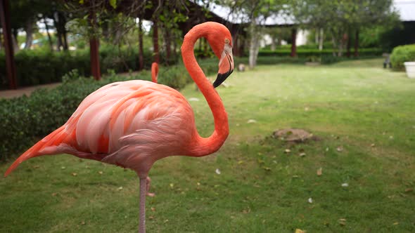 Flamingo in the Domenican Republic