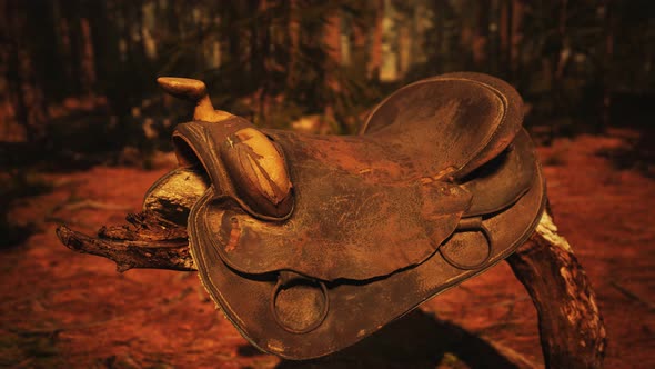 Vintage Leather Horse Saddle on the Dead Tree in Forest at Sunset