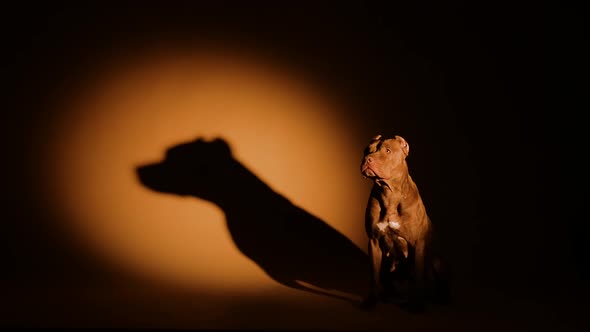 American Pit Bull Poses in a Dark Studio in the Light of a Spotlight
