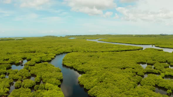 Aerial View of Mangrove Forest and River