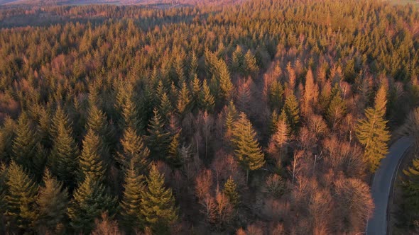 A narrow road leading through a vast, secluded forest landscape at sunset. Orbiting drone footage