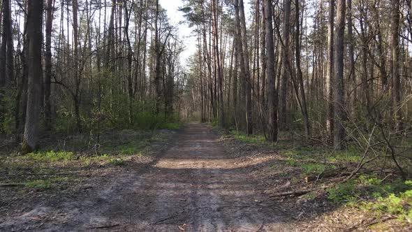 Aerial View of the Road Inside the Forest