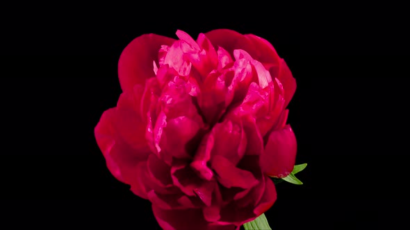 Time Lapse of Beautiful Red Peony Flowers Blooming