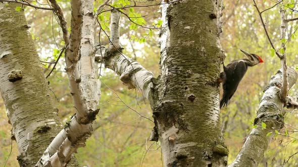 The Pileated Woodpecker are found in a lot of national parks. Woodpecker pecking on tree on sunny da