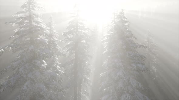 Misty Fog in Pine Forest on Mountain Slopes