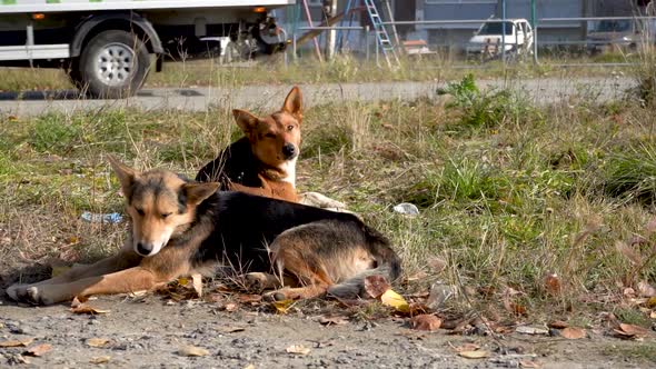 Homeless Dogs on the Street. The Problem of Homeless Animals