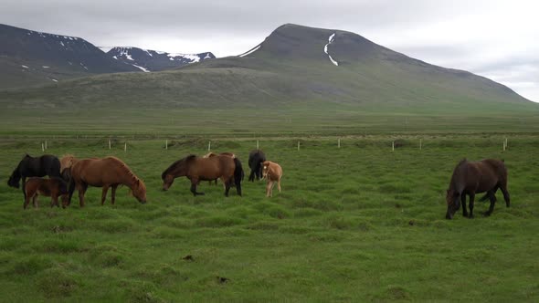 Icelandic Horse in Scenic Nature of Iceland