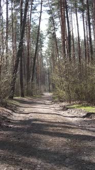 Vertical Video of a Road in the Forest Slow Motion