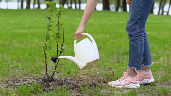 Female Teen Volunteer Watering Tree Sapling With Can, Nature Care, Ecology