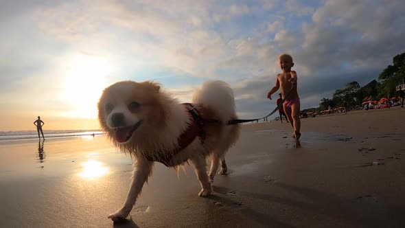 Wet Pomeranian Running with a White Toddler By the Ocean on a Sunset